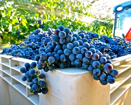 Harvesting of Sangiovese—a grape native to Italy's Tuscany region, which has a "hot-summer" Mediterranean climate similar to much of California—in Lodi's Mokelumne River.