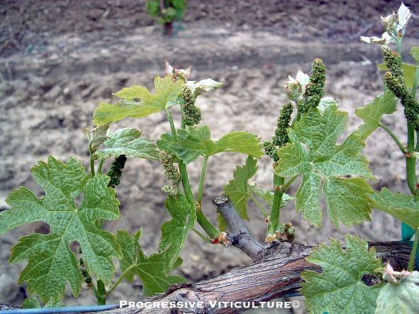 Figure 4. Early season restricted shoot growth, with cluster development advanced ahead of shoot elongation. (Progressive Viticulture©)