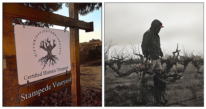 TEN REASONS WHY OLD VINES ARE MORE IMPORTANT THAN EVER TO THE INTERNATIONAL WINE COMMUNITY