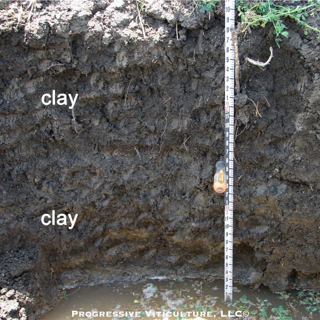 Figure 2. A root zone with a high risk of waterlogging due to shallowness, clay texture, and a high water table. (Photo source: Progressive Viticulture©) 