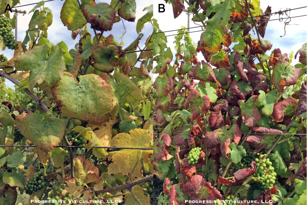 Fig. 3. (A) Leaf cupping and yellowing are among the symptoms of waterlogging injury in Pinot gris,while (B) reddening accompanied leaf cupping in a waterlogged Merlot vineyard. (Photo source: Progressive Viticulture©) 