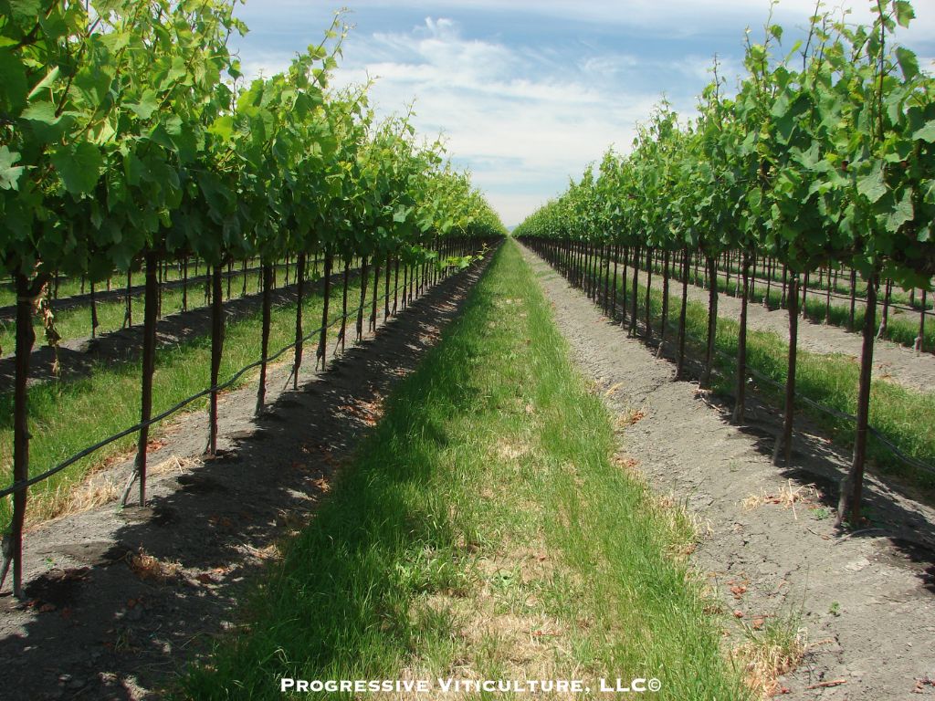 Fig. 7. A successful vineyard on a soil prone to waterlogging, where the keys to success include a well-designed tile drain system, berms, a rootstock with wet soil tolerance, and careful management. (Photo source: Progressive Viticulture©)