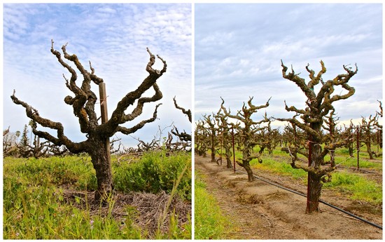 Two classic old vine structures, both spur pruned on single stakes: gobelet (i.e., head trained, left) in Lodi's Burness Vineyard; vertical cordon trained (right) in Lodi's TruLux Vineyard.