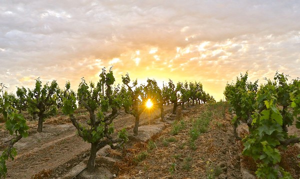Own-rooted hillside Zinfandel, planted in the early 1960s, in Clements Hills-Lodi AVA.
