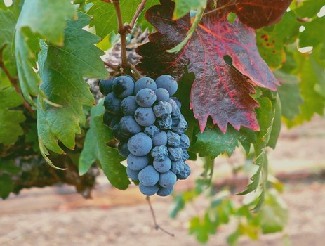 Small cluster of Zinfandel, typical of old vines grown in Lodi's deepest, sandiest, lowest vigor soils.