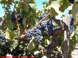 Fig. 1. Old vine Zinfandel. Source: Progressive Viticulture, LLC ©