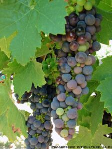 Fig. 2. Variability in Zinfandel berry development apparent during veraison. Source: Progressive Viticulture, LLC ©