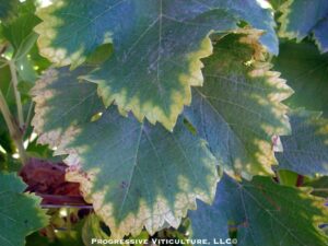 Fig. 3. Leaf symptoms of manganese deficiency. Source: Progressive Viticulture, LLC ©