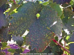 Fig. 4. Mid season leaf symptoms of boron deficiency in Zinfandel. Source: Progressive Viticulture, LLC ©