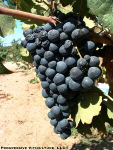 Fig. 5. Zinfandel fruit ripe for red wine. Source: Progressive Viticulture, LLC ©