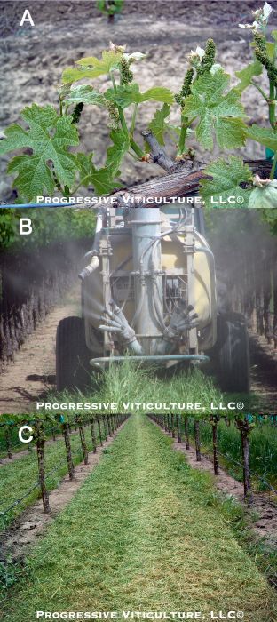 Fig 2. Example prioritization: restricted shoot growth<br />versus fungicide spraying versus cover crop mowing.