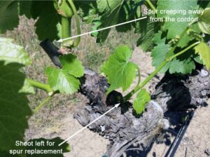 Fig 3. Shoot thinning to replace a spur position that has crept away from a cordon.<br />Photo source: Progressive Viticulture, LLC ©