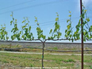 Fig 4. Excessively severe shoot thinning results in too low a shoot density.<br />Photo source: Progressive Viticulture, LLC ©