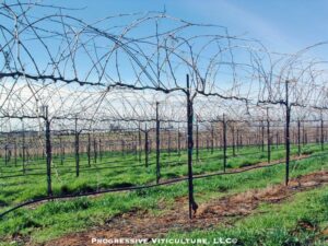 Fig 3. The frost risk decreases as cordon height increases.<br />A trellis with cordons trained about 60 inches above the soil surface.<br /> Photo source: Progressive Viticulture, LLC ©
