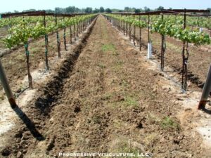 Fig 5. Cultivated and packed surface soils readily<br />aborb heat during the day and release it at night.<br /> Photo source: Progressive Viticulture, LLC ©