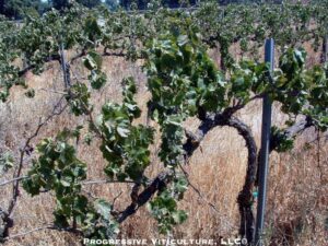 Fig 1. A low-input vineyard.<br />Photo source: Progressive Viticulture, LLC ©