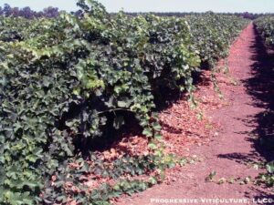 Figure 1. Hedging excess shoot growth is viticulturally inefficient.<br />Photo source: Progressive Viticulture, LLC ©