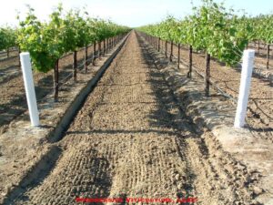 Figure 4. Soils supporting only grapevines have relatively small, low diversity soil microbe populations, which makes them favorable environments for plant parasitic nematodes.<br />Photo source: Progressive Viticulture, LLC ©
