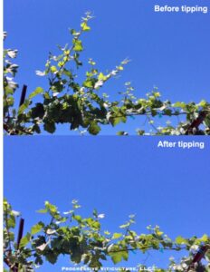 Fig. 1. Tipped long shoots on a new cordon.<br />Source: Progressive Viticulture, LLC ©