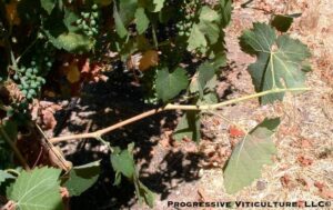 Fig 5. Excessively severe side hedging left only 4 nodes on this shoot.<br />Source: Progressive Viticulture, LLC ©