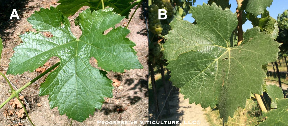 Canopies composed of older leaves (B) may require higher foliar fertilizer application rates than those composed of younger leaves (A) due to thicker cuticles and slower metabolism.